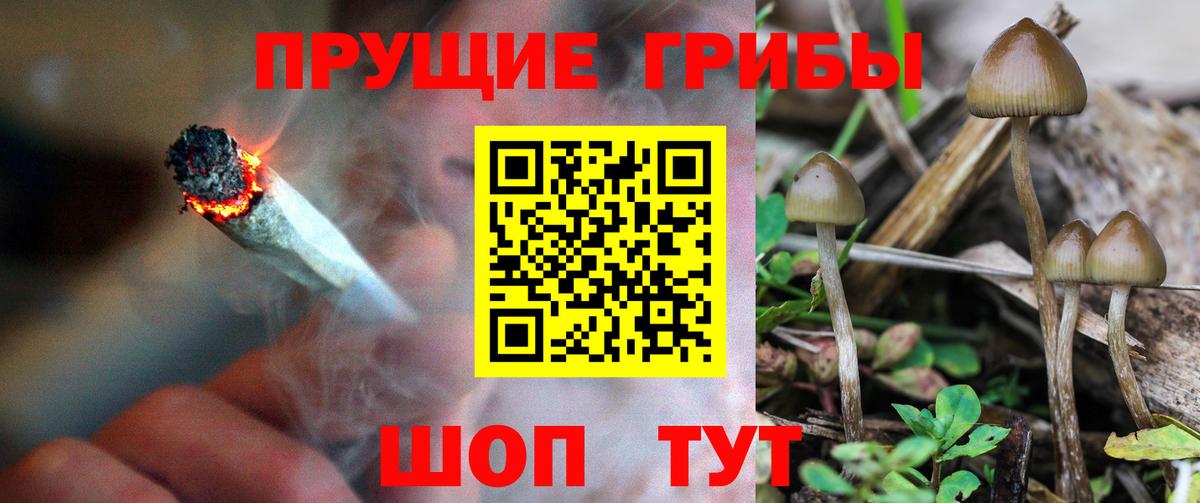 Псилоцибиновые грибы Cubensis Моздок
